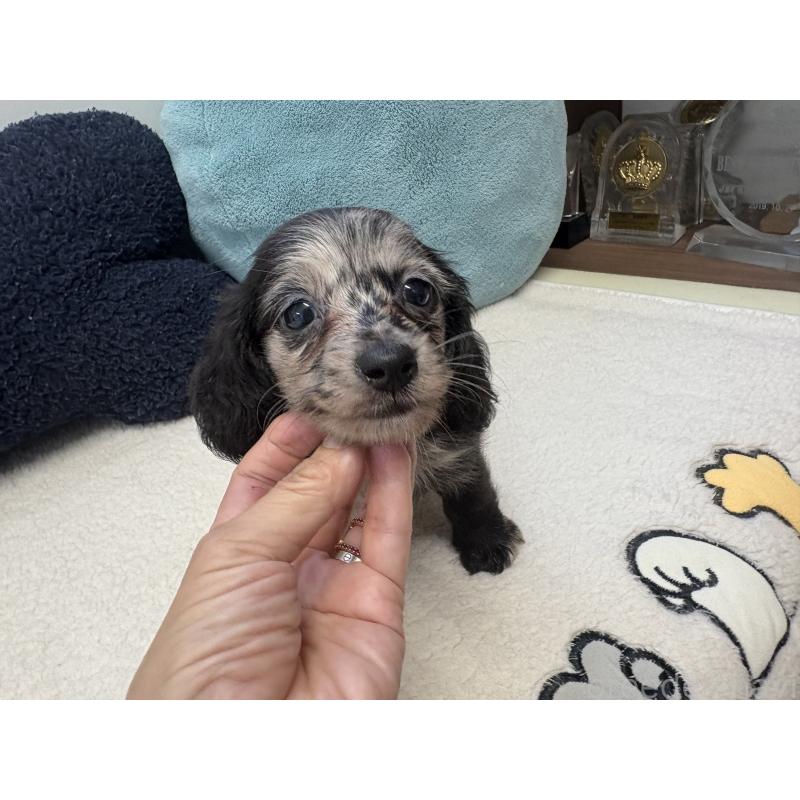 商談中の千葉県のミニチュアダックスフンド(ロングヘアード)-396550の2枚目